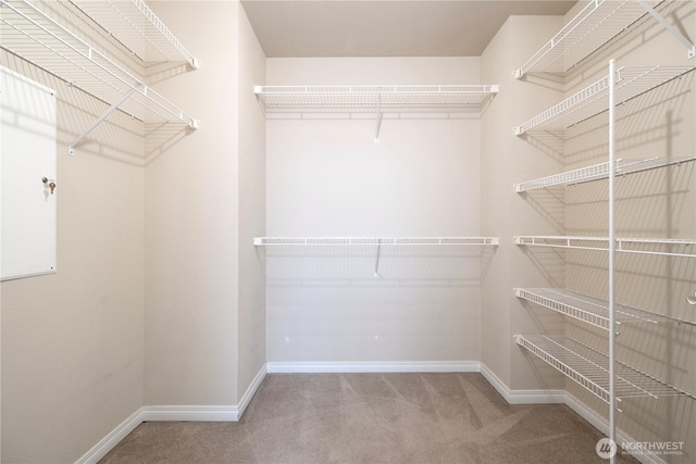 walk in closet featuring carpet flooring