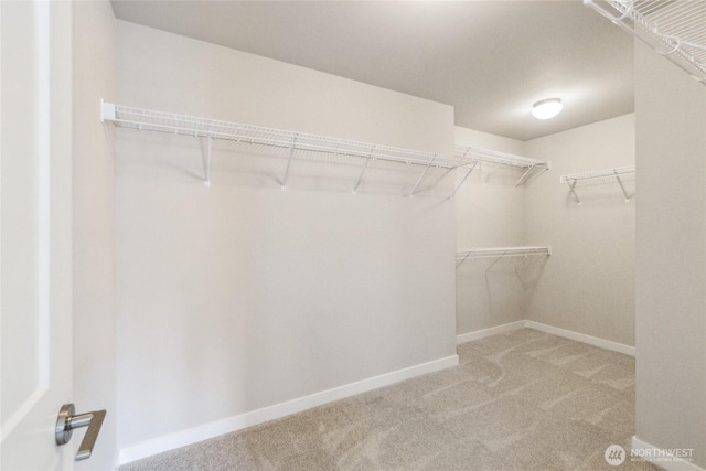 spacious closet featuring carpet flooring