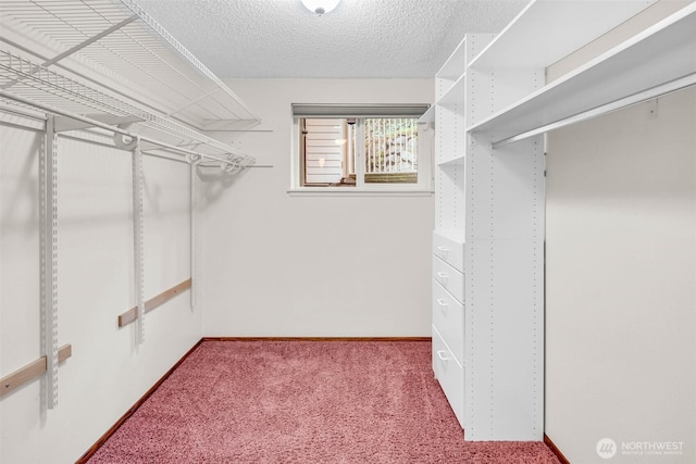 walk in closet with carpet flooring