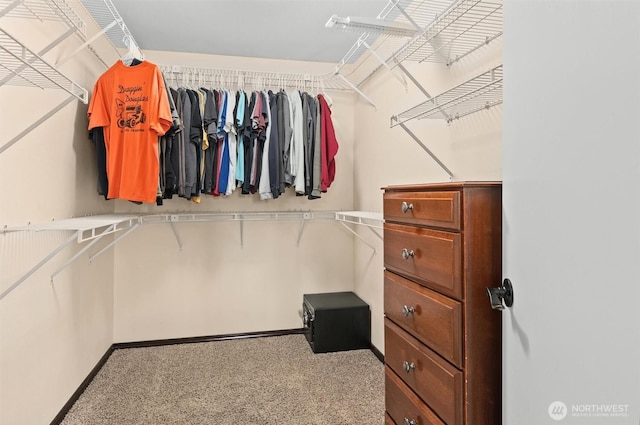 walk in closet featuring carpet floors