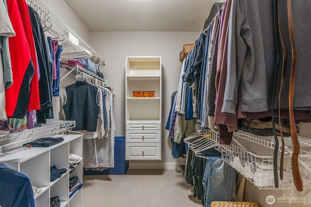 spacious closet featuring carpet flooring