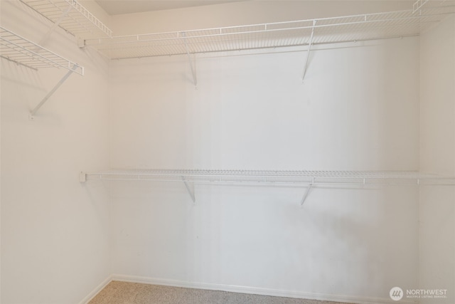 walk in closet featuring carpet flooring