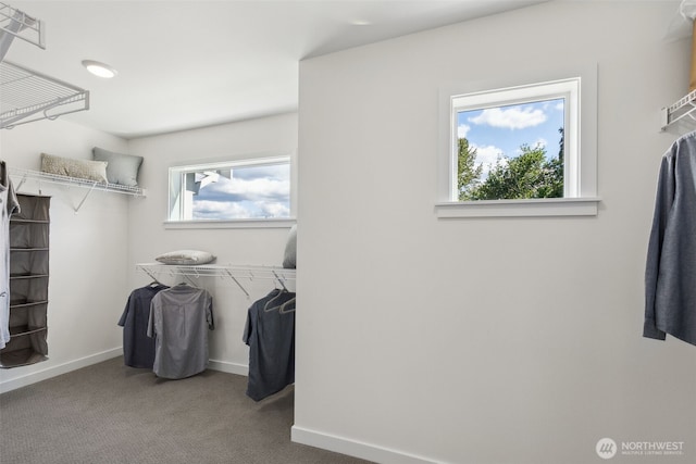 spacious closet featuring carpet