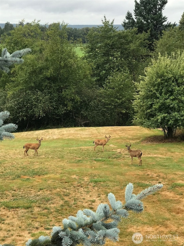 view of yard with a rural view