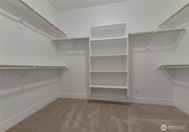 spacious closet featuring carpet