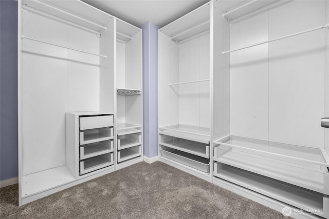 walk in closet featuring carpet flooring