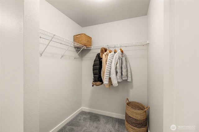 spacious closet featuring carpet