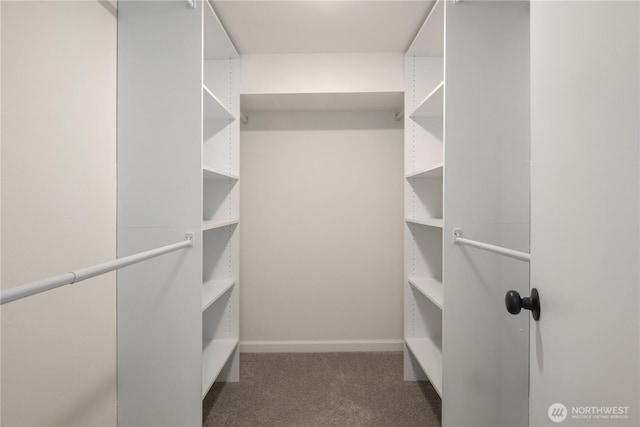 walk in closet featuring carpet floors