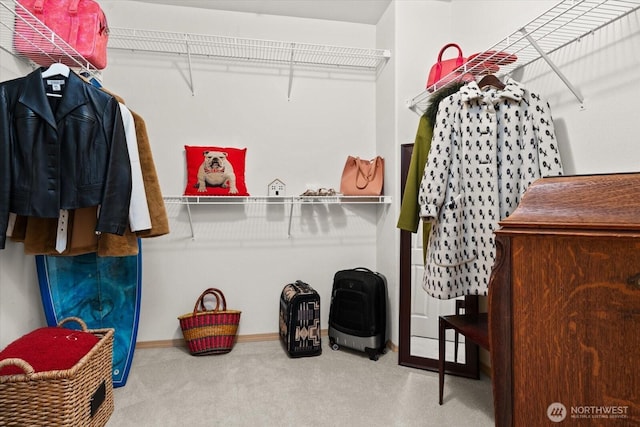 walk in closet featuring carpet flooring