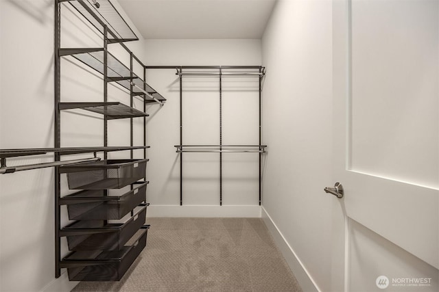 walk in closet with carpet floors