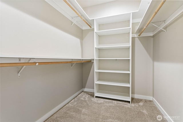 spacious closet featuring carpet