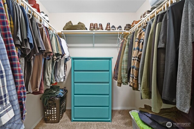 spacious closet featuring carpet floors