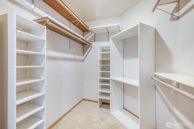 walk in closet with carpet flooring