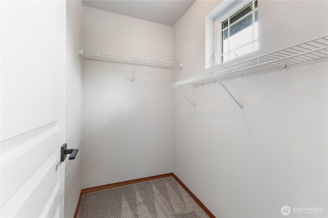 spacious closet featuring carpet floors