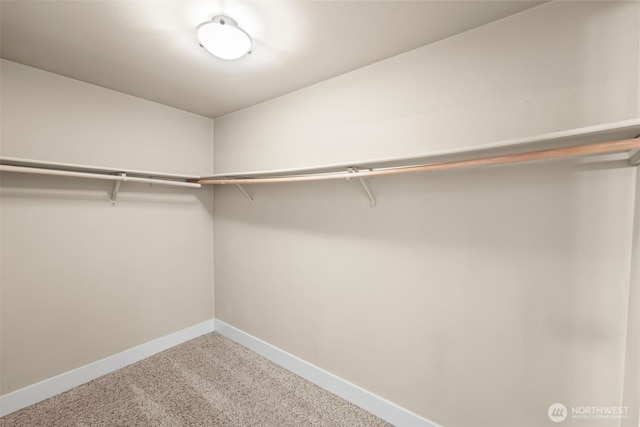walk in closet featuring carpet flooring