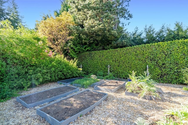 view of yard with a vegetable garden