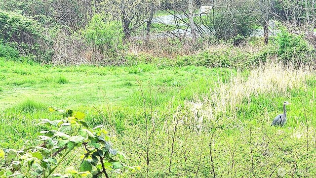 485 SW Bayshore Dr Unit C301, Oak Harbor, WA 98277 - view of local wilderness