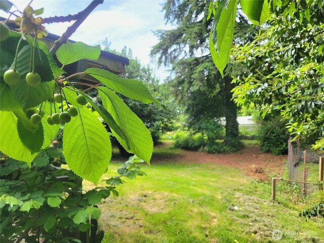 4901 Delta Ln SE, Tumwater, WA 98501 - view of green lawn