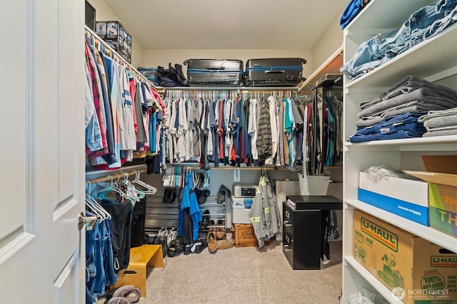 spacious closet featuring carpet floors