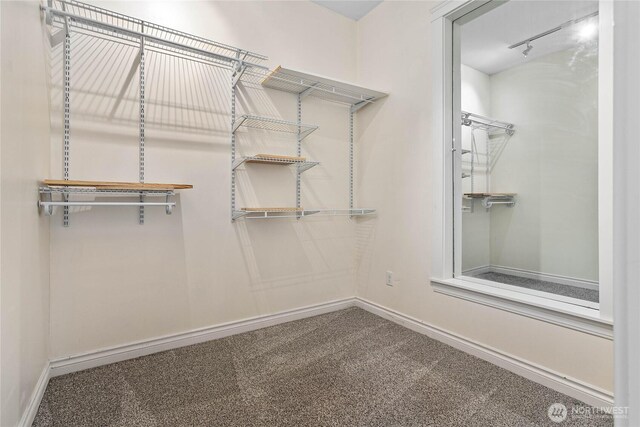 spacious closet featuring carpet floors