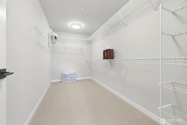 walk in closet featuring carpet