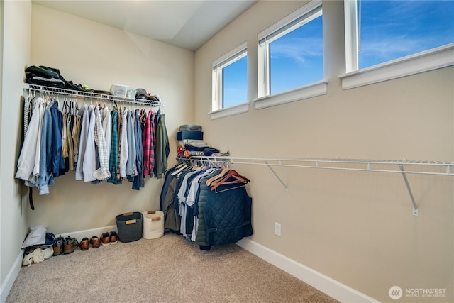 walk in closet featuring carpet flooring