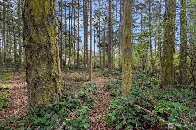 view of local wilderness with a forest view