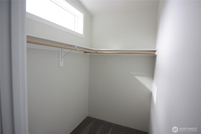 walk in closet with carpet floors