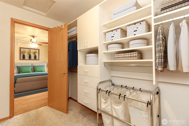 walk in closet with carpet and attic access