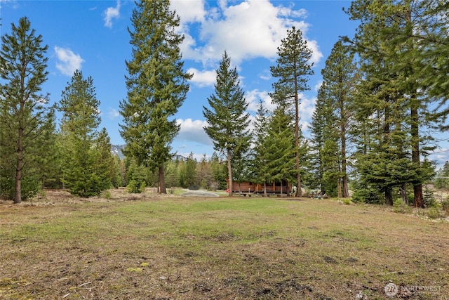 view of yard featuring a forest view