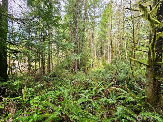 480 E Hedlund Dr, Shelton, WA 98584 - photo 4