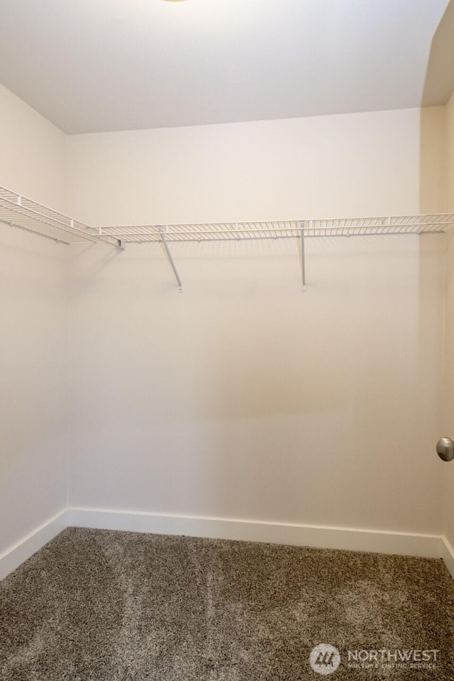 walk in closet featuring carpet