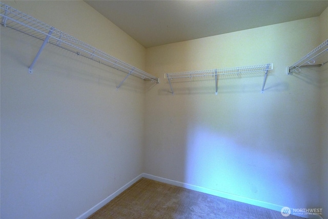 walk in closet featuring carpet flooring