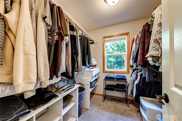walk in closet with carpet flooring