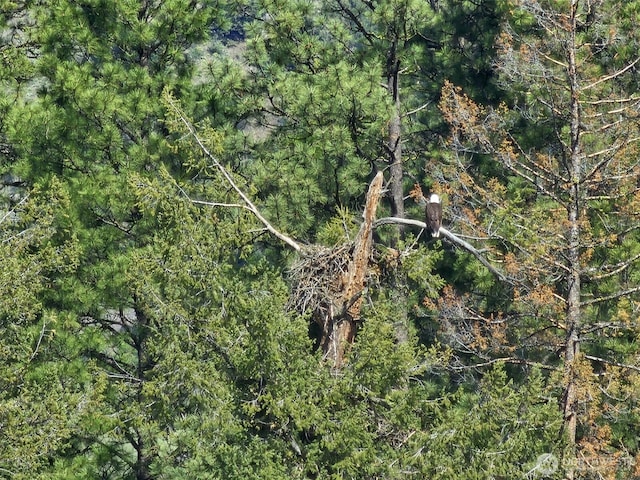 view of nature with a wooded view