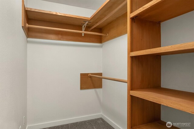 walk in closet with carpet flooring