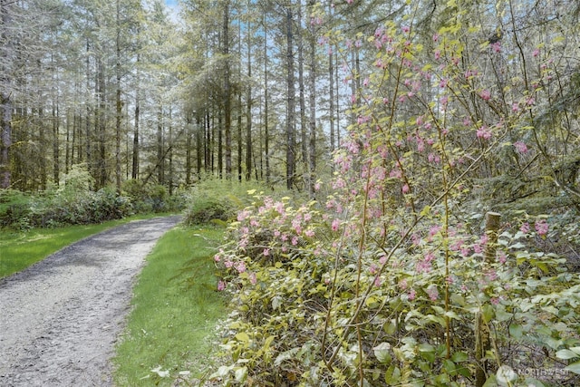 1319 Winlock Vader Rd Unit 19, Winlock, WA 98596 - view of street featuring a forest view