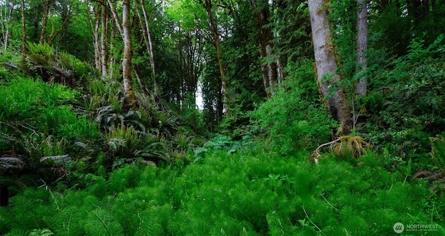 view of local wilderness