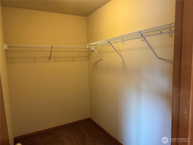 walk in closet with carpet flooring