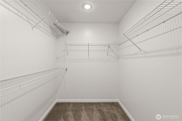 spacious closet featuring carpet floors