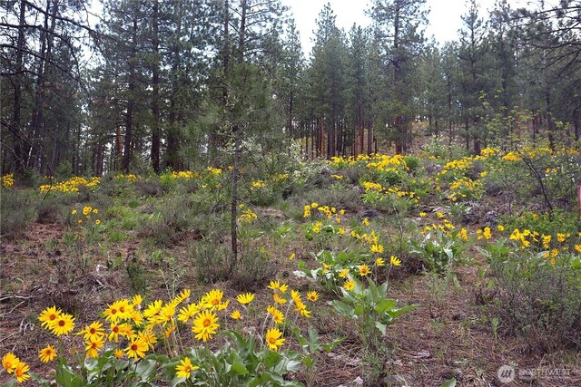 799 Twisp River Rd, Twisp, WA 98856