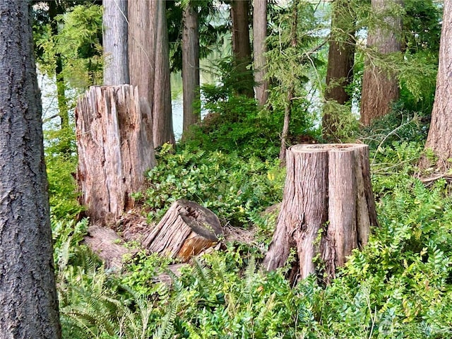 view of yard with a forest view