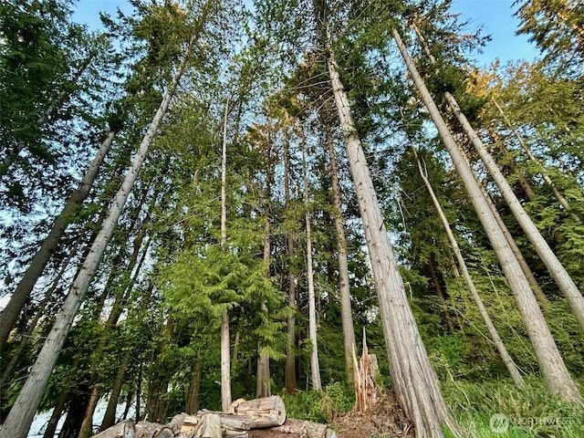 view of local wilderness