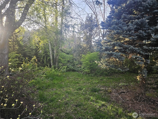 view of yard with a wooded view