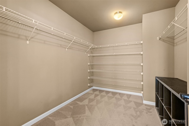 walk in closet featuring carpet flooring