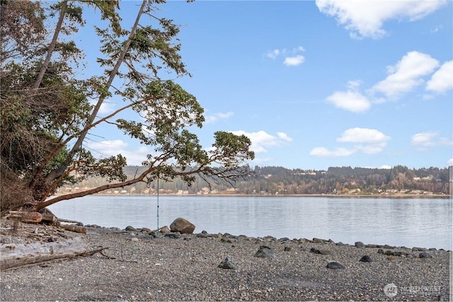 water view featuring a forest