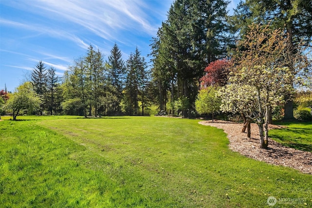 view of green lawn