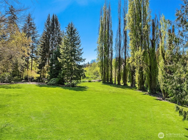 view of green lawn