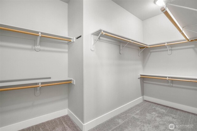 spacious closet featuring carpet