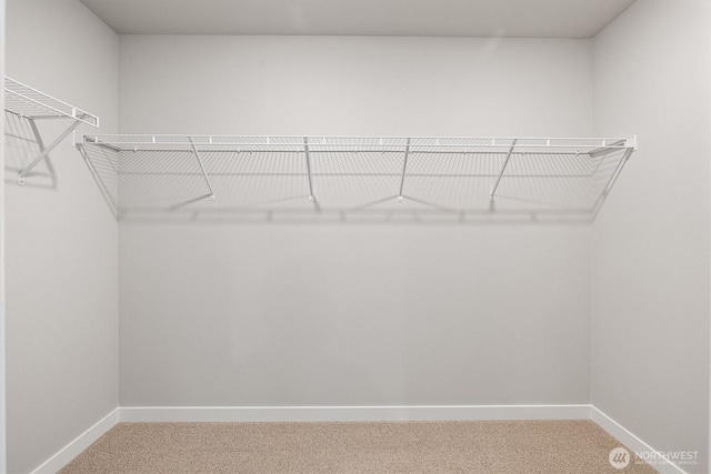 spacious closet featuring carpet floors